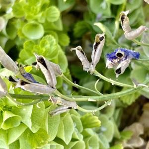 delphinium flower seeds
