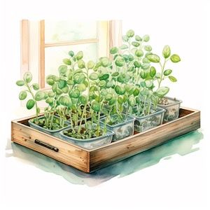 how to start seeds inside