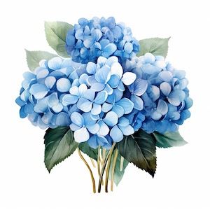 all about the different varieties of hydrangea plants