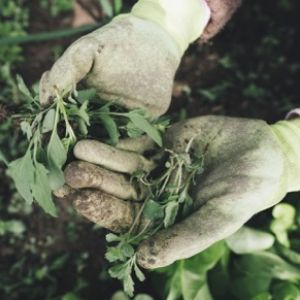 techniques for environmentally friendly weeding