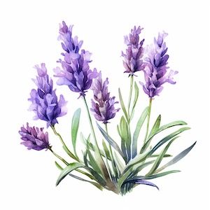 multiplying lavender plants