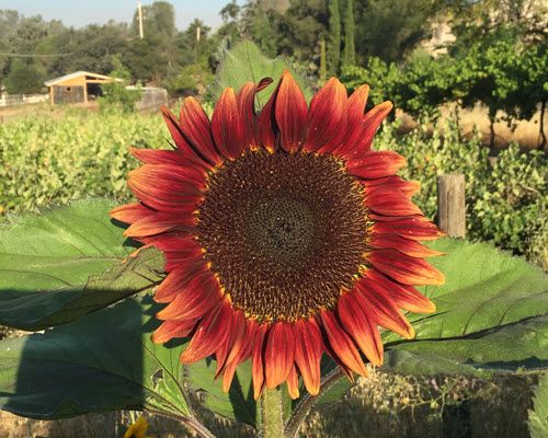 Growing sunflowers
