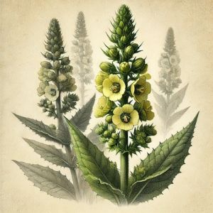 how to grow mullein