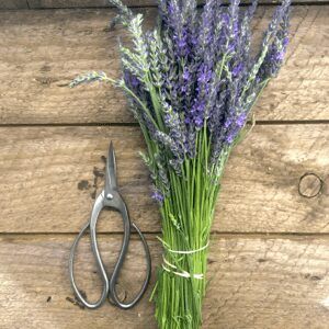 trimming and pruning lavender