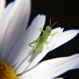 Killing Grasshoppers