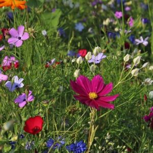 wildflower growing guide