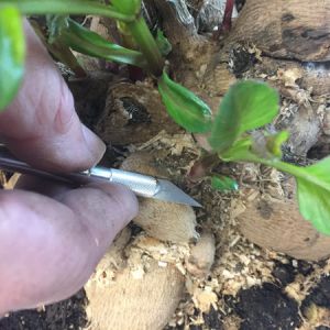 Dahlia Cuttings from a Tuber