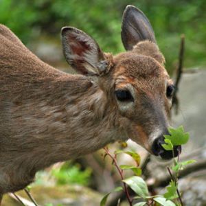 Deer and rabbit deterrent