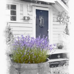 llant lavender answers