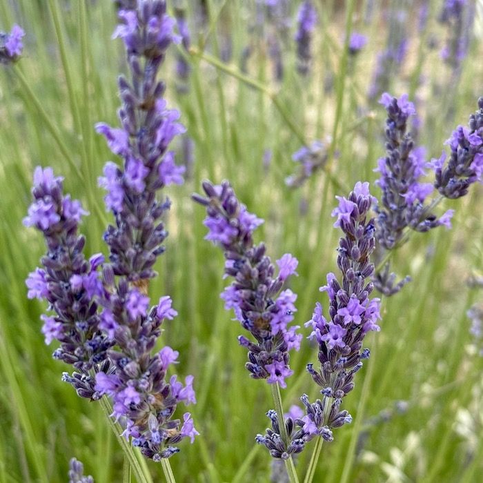 lavender questions