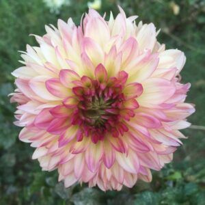 type of dahlias