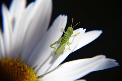 Killing Grasshoppers