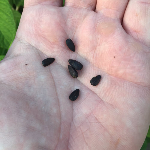Planting and growing sunflowers