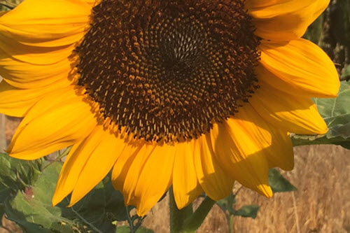 Sunflower gardening