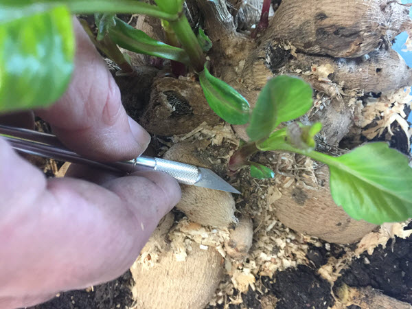 Dahlia Cuttings from a Tuber