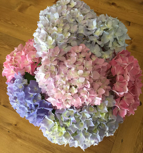 Changing the color of a hydrangea