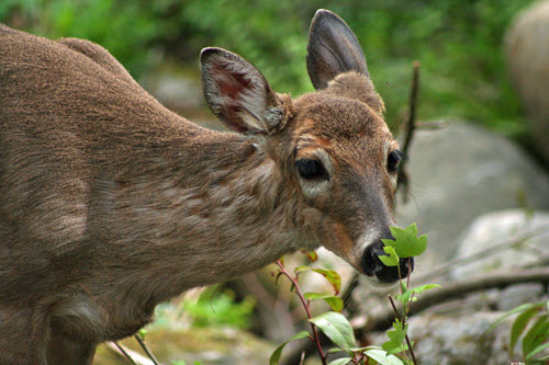 Deer and Rabbit Deterrent: The Invisible Fence