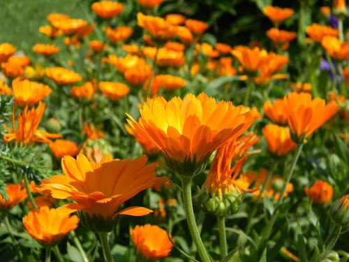 Calendula Flower Facts and Information