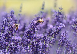 Healing with Lavender