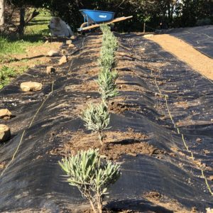 How to plant and grow lavender
