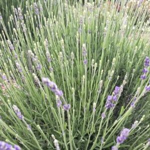Lavender Farm in Loomis and Sacramento