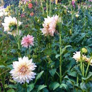How to grow dahlias from. seed
