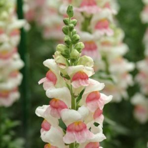 How to grow snapdragons