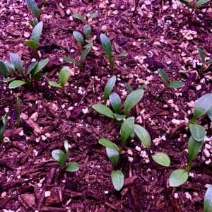 Propagating and Growing Dahlia From Seed