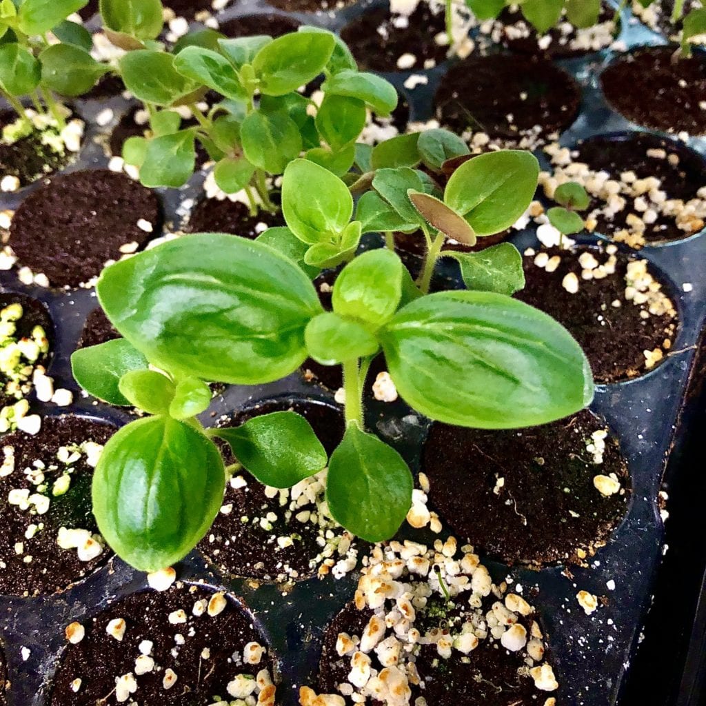 Growing snapdragons from seed