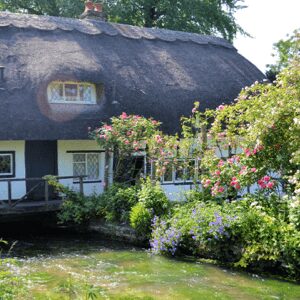 cottage garden plants