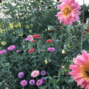 Cottage Garden Info