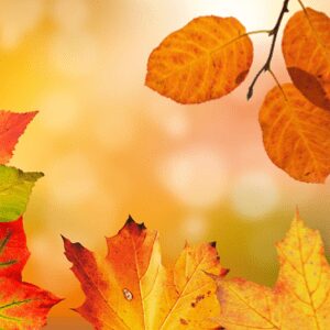 Fall gardening chores and checklist