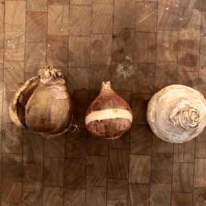 Flower Bulb Sizing