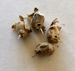 The SnapDragon seed pod Harvesting or collecting snapdragon seeds