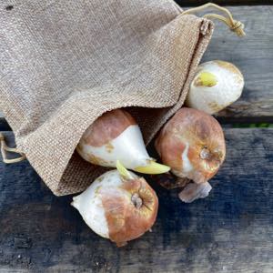 Growing Tulips - planting guide