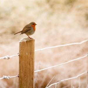 January Winter Garden Checklist