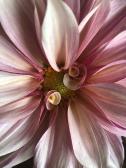 growing dahlia flowers from seed
