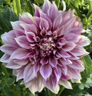 planting dahlia tubers