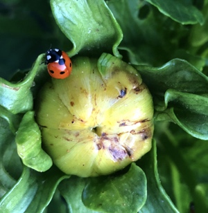 List of Beneficials