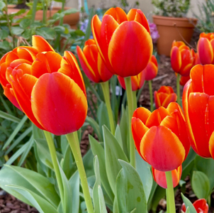 Growing tulips from bulbs