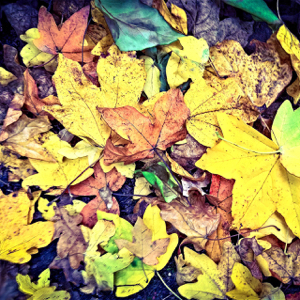 composting. leaves for mulch
