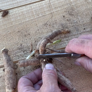 how to propagate dahlias