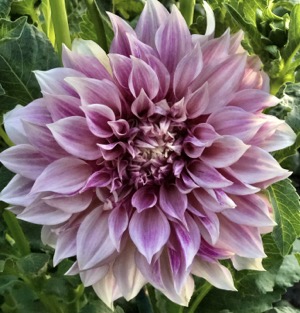 dig up dahlias