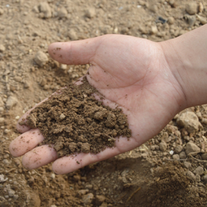 soil ph testing