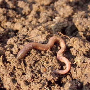 soil structure