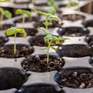 seed starter mix