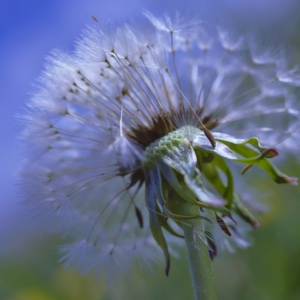 weeding and weeds