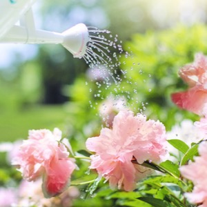 how to water garden plants