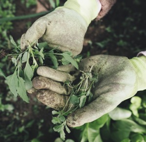 techniques for environmentally friendly weeding