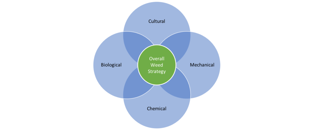 weed killing methods and strategy